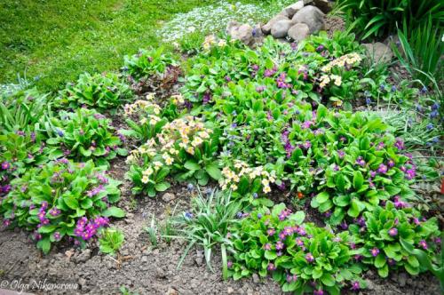 Камни для горки альпийской. Камни и растения для альпинария 06 Камни для горки альпийской. Камни и растения для альпинария 06