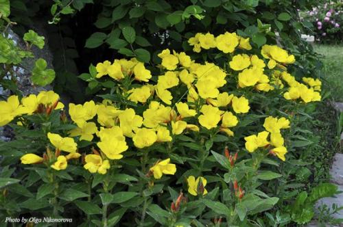 Камни для горки альпийской. Камни и растения для альпинария 05 Камни для горки альпийской. Камни и растения для альпинария 05