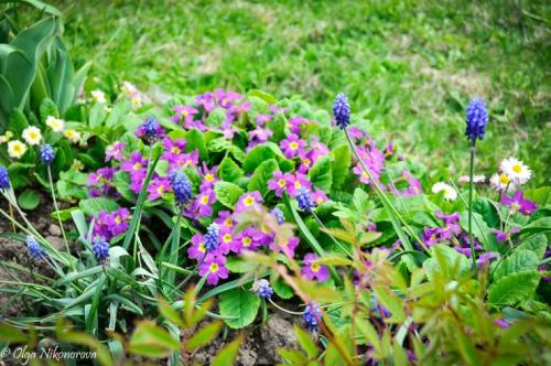 Камни для горки альпийской. Камни и растения для альпинария 03 Камни для горки альпийской. Камни и растения для альпинария 03