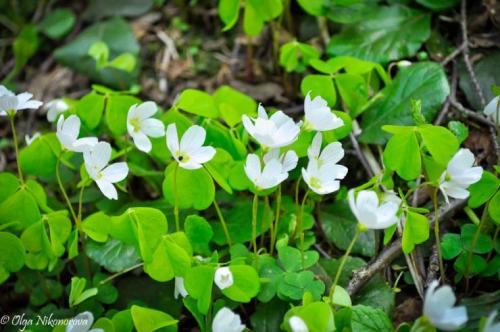 Камни для горки альпийской. Камни и растения для альпинария 07 Камни для горки альпийской. Камни и растения для альпинария 07
