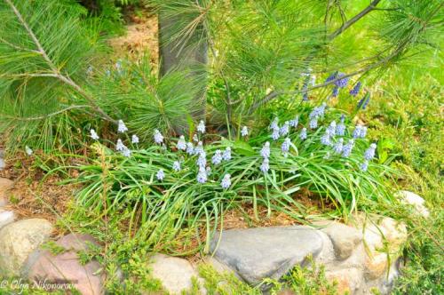 Камни для горки альпийской. Камни и растения для альпинария 01 Камни для горки альпийской. Камни и растения для альпинария 01