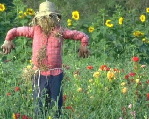 Огородное чучело картинки для детей. Секрет эффективного пугала