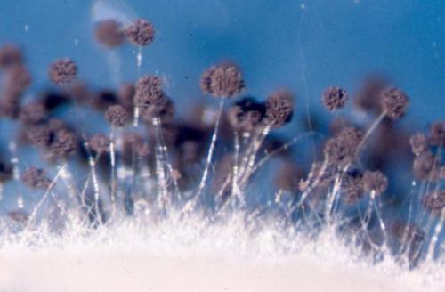 Чёрная плесень на стенах влияние на здоровье. Черный аспергилл