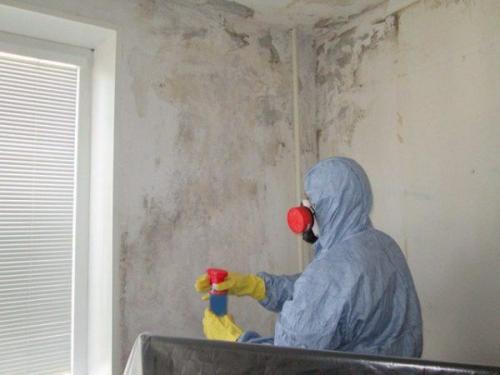 Чёрная плесень на стенах влияние на здоровье. Черный аспергилл