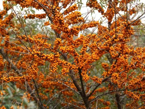 Когда осенью можно сажать деревья. Какие деревья и кустарники лучше сажать осенью и почему? 12