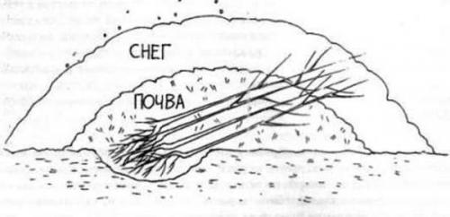 Когда осенью можно сажать деревья плодовые. Когда сажать плодовые деревья осенью: оптимальные сроки
