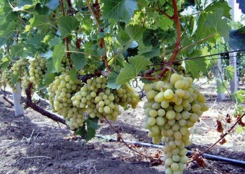 Когда осенью можно сажать деревья. Какие деревья и кустарники лучше сажать осенью и почему? 10