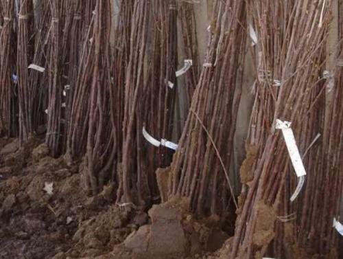 Когда осенью можно сажать деревья. Какие деревья и кустарники лучше сажать осенью и почему? 04