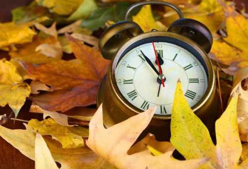 Когда осенью можно сажать деревья. Какие деревья и кустарники лучше сажать осенью и почему? 03