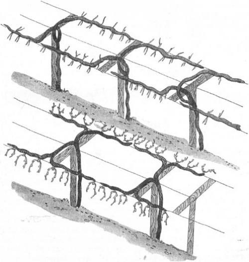 Лучшие опоры для винограда. Двухрядная