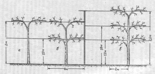 Лучшие опоры для винограда. Двухрядная 09 Лучшие опоры для винограда. Двухрядная 09