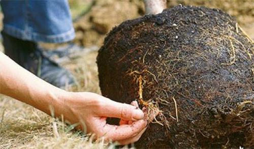 Яблоня – описание, посадка, уход