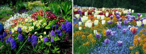 Многолетние цветы для подмосковья. Многолетние цветы для дачи