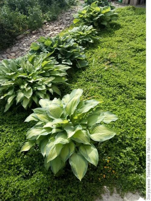 Альтернатива газону. Альтернатива английскому газону, или Газон для ленивых (2 часть)