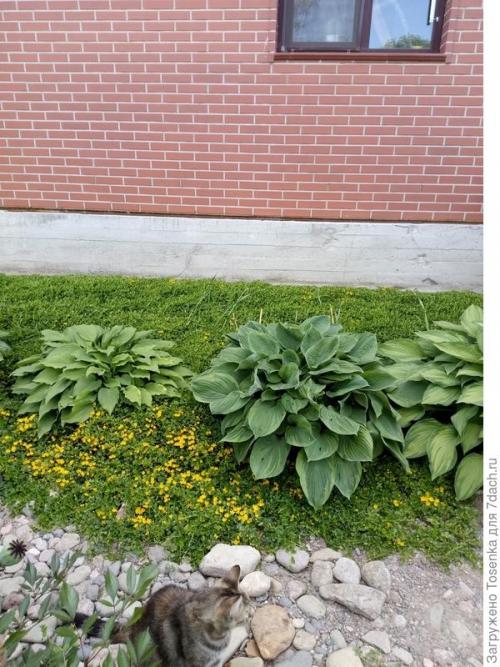 Альтернатива газону. Альтернатива английскому газону, или Газон для ленивых (2 часть)