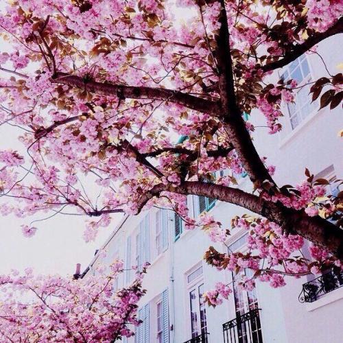 Весенний Лондон, Англия 03