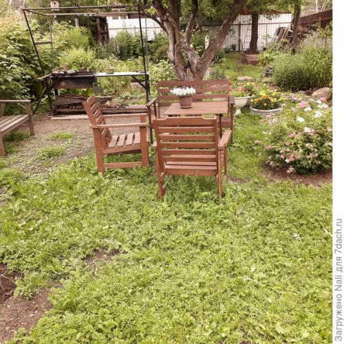 Лапчатка гусиная Газон. Белый клевер или лапчатка? Продолжение о газончике из белого клевера