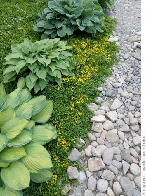 Альтернатива газону. Альтернатива английскому газону, или Газон для ленивых (2 часть)