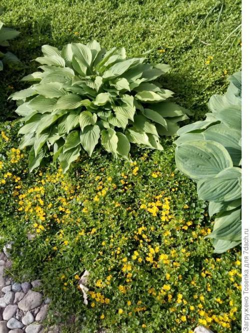 Альтернатива газону. Альтернатива английскому газону, или Газон для ленивых (2 часть)