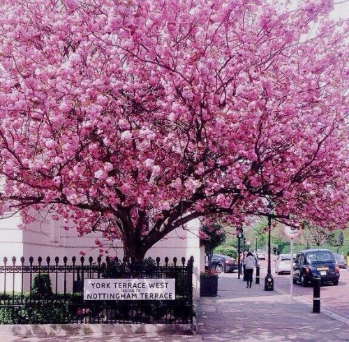 Весенний Лондон, Англия 02