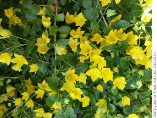 Альтернатива газону. Альтернатива английскому газону, или Газон для ленивых (2 часть)