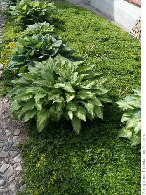 Альтернатива газону. Альтернатива английскому газону, или Газон для ленивых (2 часть)