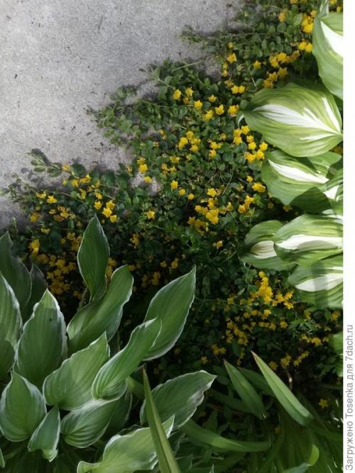 Альтернатива газону. Альтернатива английскому газону, или Газон для ленивых (2 часть)