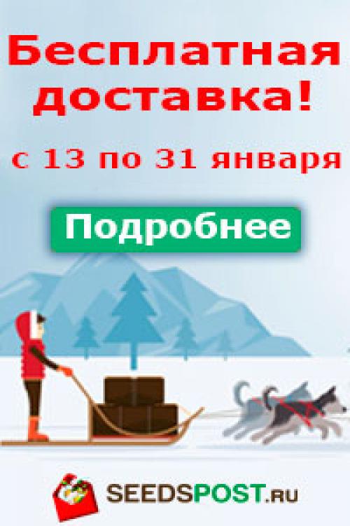 Лапчатка гусиная Газон. Белый клевер или лапчатка? Продолжение о газончике из белого клевера