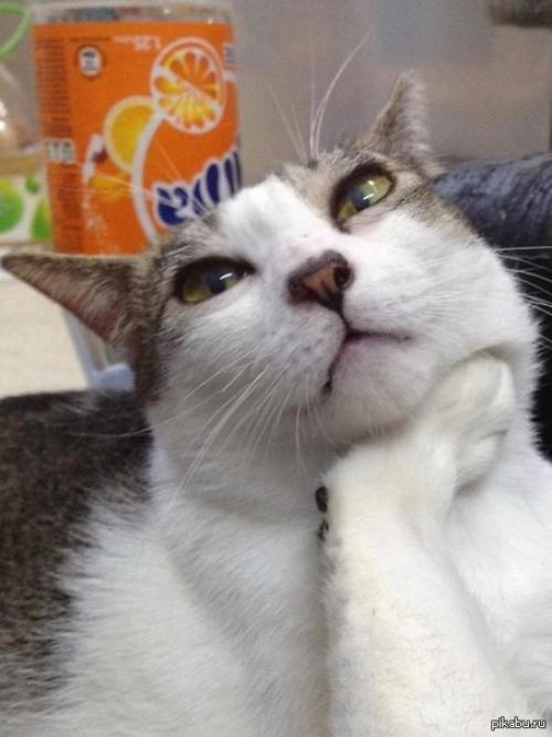 Друзья, которые всегда тебя выслушают 03