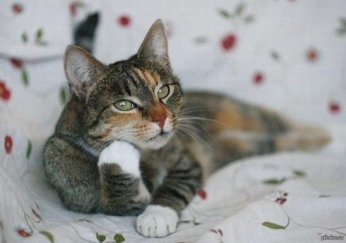 Друзья, которые всегда тебя выслушают 02