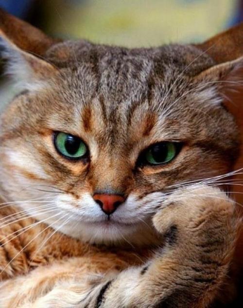 Друзья, которые всегда тебя выслушают 01