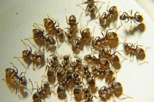 Маленькие прозрачные насекомые в квартире. Все виды квартирных насекомых