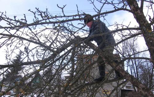 Как привести в порядок заброшенный участок. Как привести в порядок запущенный участок, инструкция и советы опытных дачников