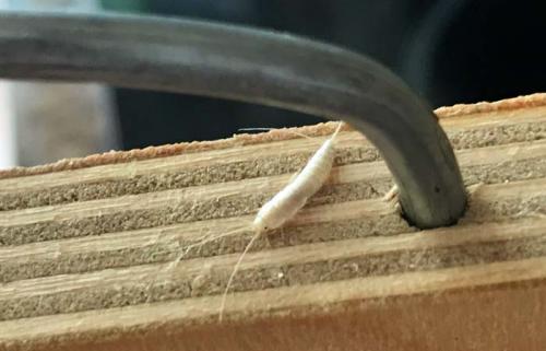 Что за насекомое в ванной серебристого цвета? Чешуйница в ванной комнате – эффективные методы борьбы с насекомыми 01 Что за насекомое в ванной серебристого цвета? Чешуйница в ванной комнате – эффективные методы борьбы с насекомыми 01