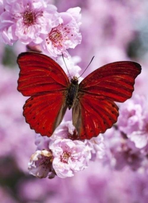 Природа-мастерица 02