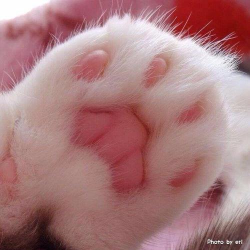 Лапоточки=) 05