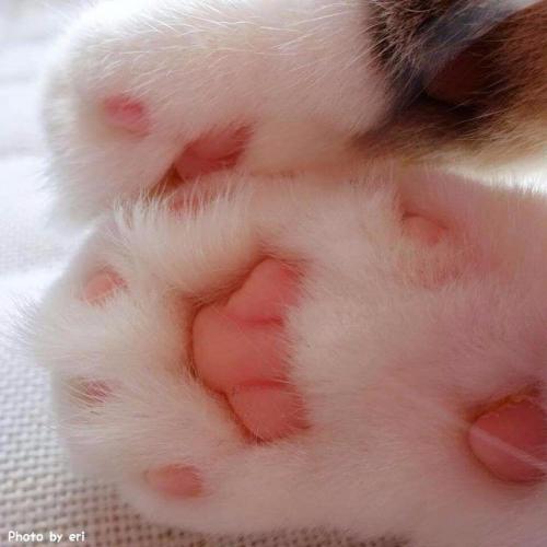 Лапоточки=) 01