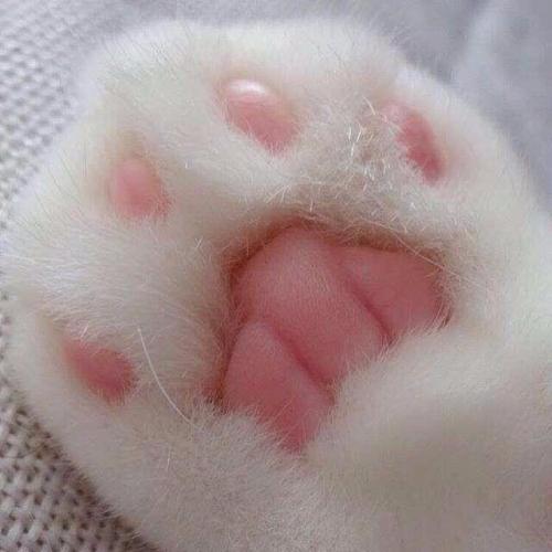 Лапоточки=) 04