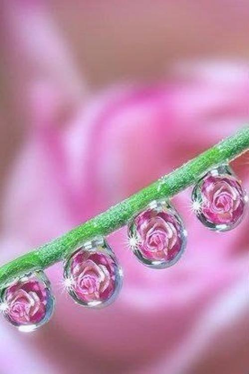 Пусть нежностью наполнятся сердца 01