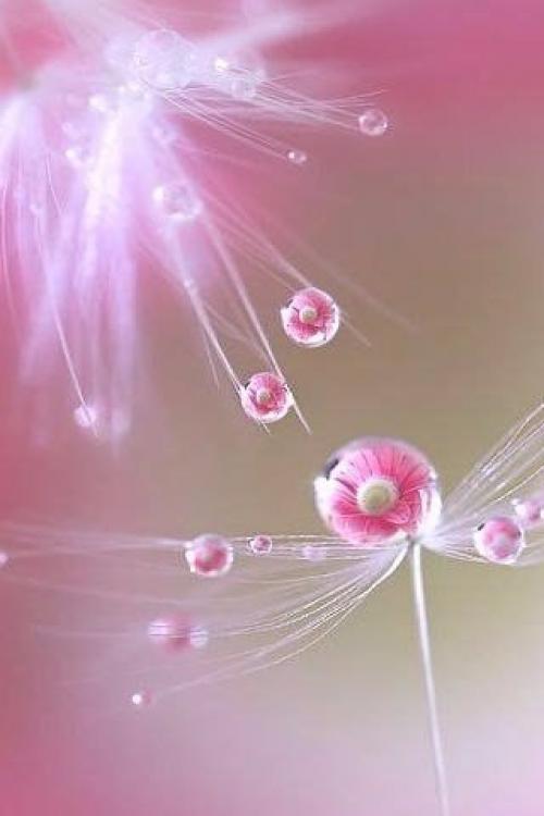 Пусть нежностью наполнятся сердца 02