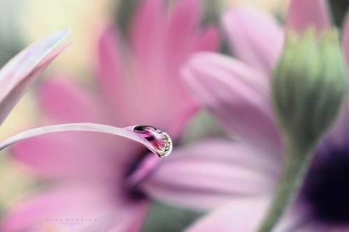 Пусть нежностью наполнятся сердца 04