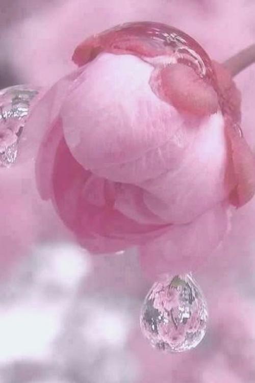 Пусть нежностью наполнятся сердца 03