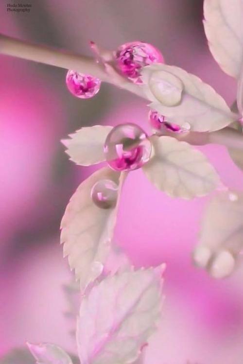 Пусть нежностью наполнятся сердца 05