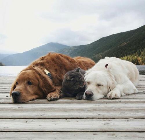 Настоящие друзья 01