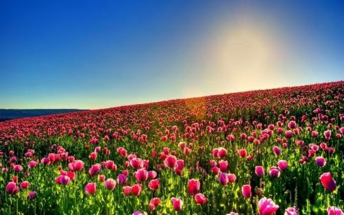 Поля тюльпанов 05
