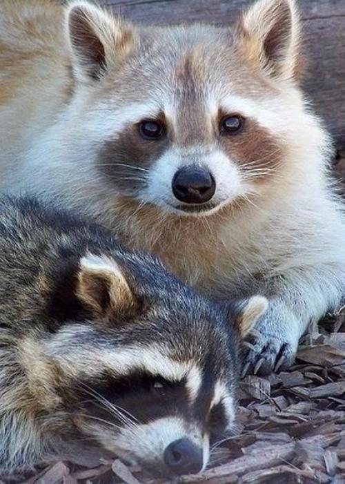 Мамы и их детки 03