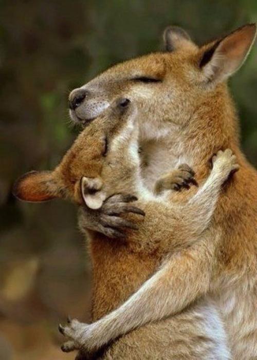 Мамы и их детки 04