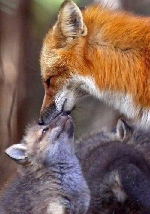 Мамы и их детки 02