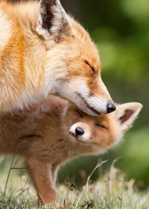 Мамы и их детки 05