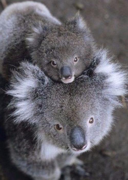 Мамы и их детки 01